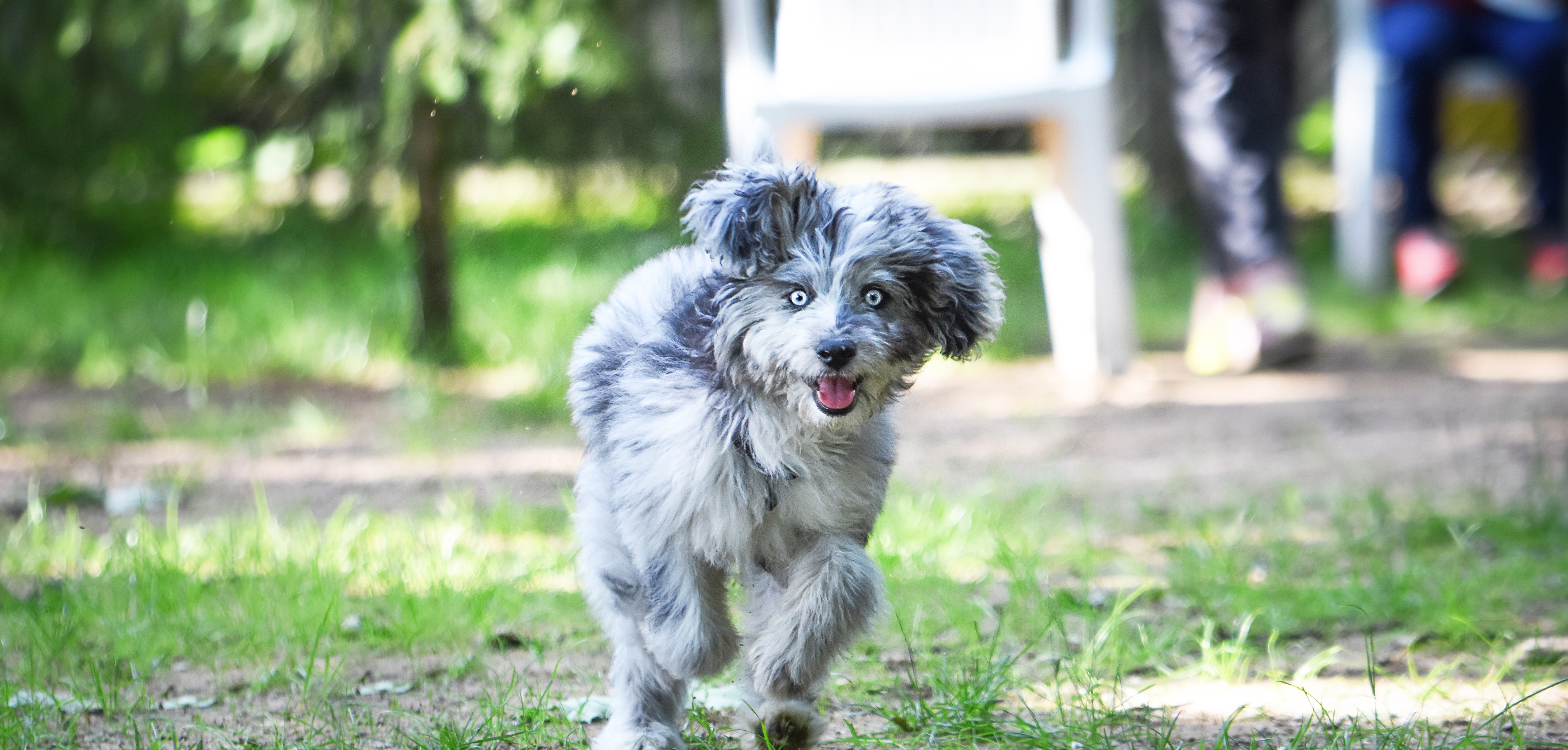 Hundeschule Für Kleine Hunde In Der Nähe Tierheim Forchheim